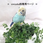 ☆　cnnyuka様専用ページ　☆