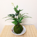 ツタとオモトの縁起物 苔玉