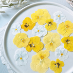 【押し花素材】ビオラ　ミックス　イエロー系　pressed flowers