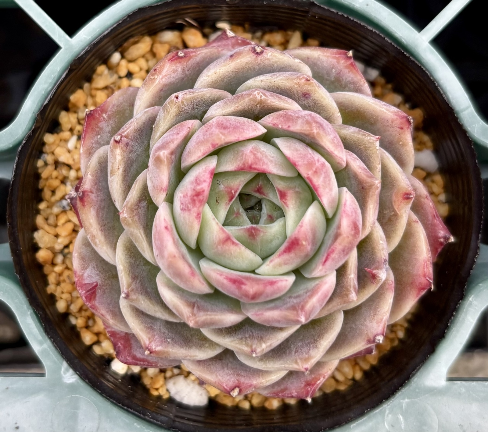 韓国苗♪ノーブル♪カット苗♪ 韓国苗♪ノーブル♪カット苗♪ 韓国苗♪ノーブル♪カット苗♪