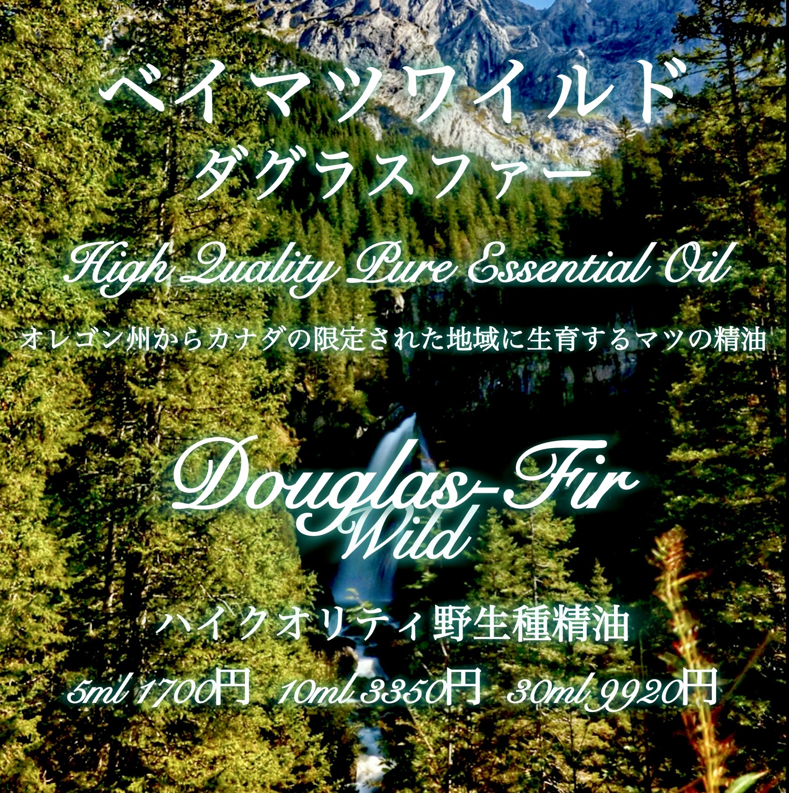 ベイマツ(ダグラスファー)ワイルド精油30ml