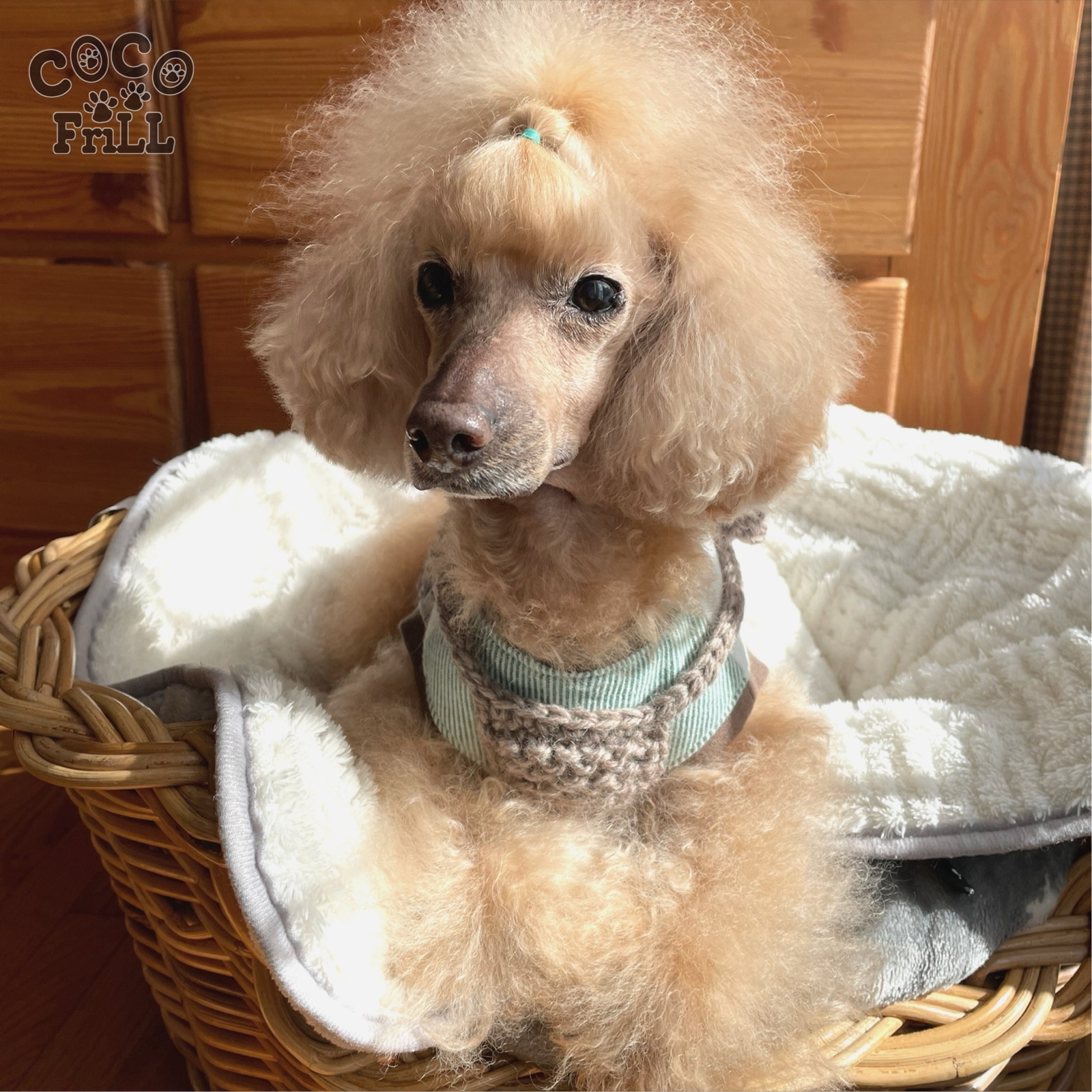 完成品 犬用🐾【S・ﾎﾜｲﾄ】手編み＊模様ビスチェ - cocofrill | minne