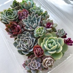 ♡セール♡エケベリア＊rose-daisyセレクト苗＊Lパック17個(17種類)お得セット＊多肉植物＊ご自身へプレゼントや大切な方へのプレゼントや多肉寄せ植えなどに〜