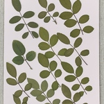 NO.885N薔薇の葉っぱ／押し花素材