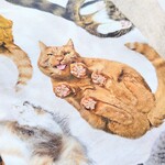 たくさんの猫の半幅帯