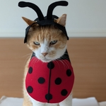 てんとう虫ちゃん