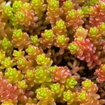 セダム＊オカタイトゴメ15本カット苗＊ちま寄せや寄せ植えの脇役や寄せ植えにプラスや多肉の種類増やしに〜