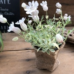ナッキーホワイト♡毎年咲きます♡シレネ♡風船の花♡ガーデニング
