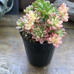 小人の祭り錦♡斑入り♡多肉植物♡レア品種♡