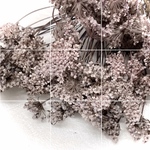 48 レースフラワー　プリザーブドフラワー