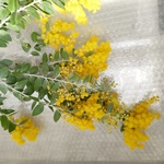 🌸　花材   ミモザ ドライフラワー 
