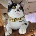 おむすびころりん猫シュシュ首輪(黄緑)