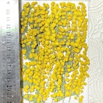 押し花素材ミモザ1シート