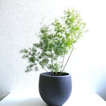 ●数量限定●　風流な佇まいが人気　大株 ”アスパラガス・ミリオグラタス　鉢カバーセット（セメント製・ライトグレー/ダークグレー）”　観葉植物　インテリア　モダン　和モダン　おしゃれ　ギフト　贈り物