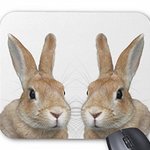 ちょい横向きのウサギの顔のマウスパッド (2匹) ：フォトパッド（ 世界の野生動物シリーズ ）