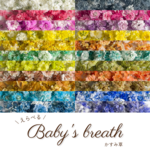 【 受注販売 】かすみ草 ✿ ドライフラワー « セレクト »
