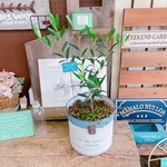 現品のみ♡【オリーブの木寄せ植え】アイアンピックつき！オシャレな白水色系ブリキ鉢♪素敵なガーデニング