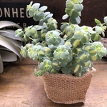 希少♡斑入りミセバヤ♡多肉植物♡セダム♡インテリア♡ガーデニング