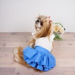再販♪　犬服　Mサイズ  マナースカート　犬スカート　フレアースカート　2段フリル　タンガリー　ライトブルー　小型犬　猫スカート　ランマルシェ　ranmarche　