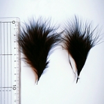 羽根 ✳フェザー(黒)6枚