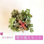 育てやすい❣️初心者向け多肉セット☘️
