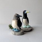 カツオドリ　とり　青い足の鳥　あの鳥　海
