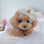 コットンとシルクのリボンクリップ／ヘアクリップ、バレッタ、チョーカー、アクセサリー、蝶ネクタイ、リボン、犬、猫