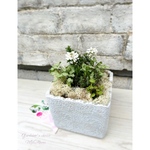 【N様ご注文品】･*.幸せな花色ピンクスズラン･*. 𓂃𓈒芽出し球根鉢植え