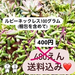 〜ルビーネックレス〜100gパック (多肉植物カット苗)多肉弁当