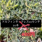 多肉植物(ドルフィンネックレス)10センチカット20本