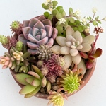 NEW♡⃛紅葉タイプ品種♡A＊多肉植物＊カット苗