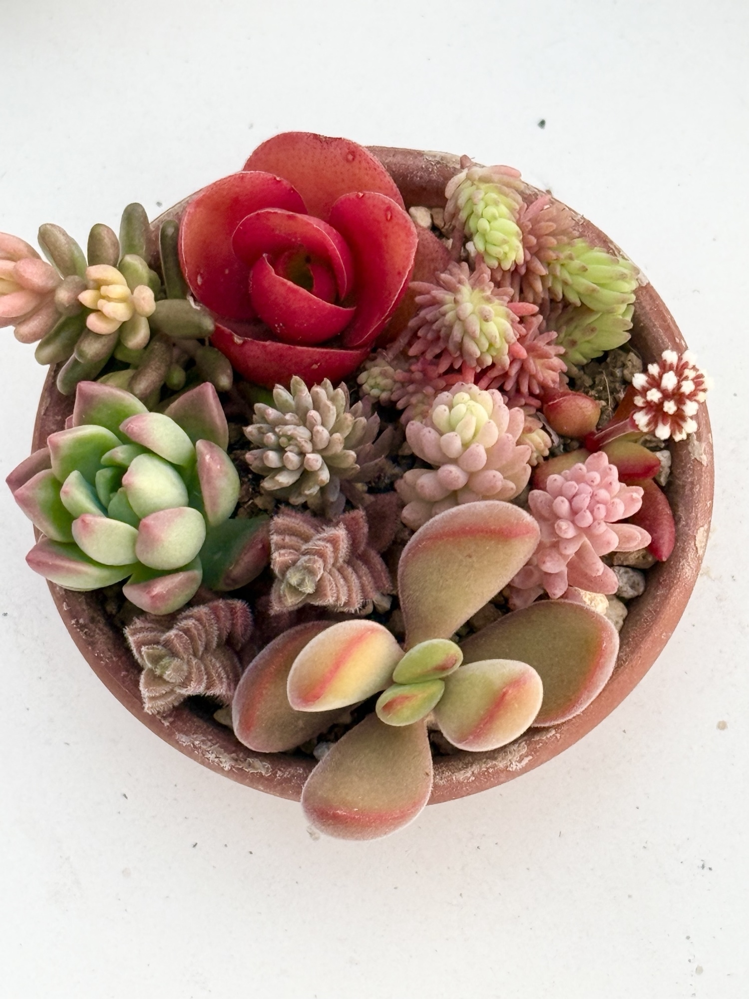 調整中 多肉植物 2個セット ちまちま 寄せ植え 抜き苗 パープルヘイズ ❤ 調整中 多肉植物 2個セット ちまちま 寄せ植え 抜き苗 パープル