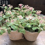 2個セット♡ピンクアイス♡斑入りコデマリ♡かわいい花