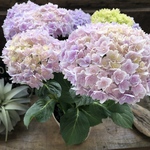 竜宮♡パープル♡アジサイ♡手毬八重咲き♡紫陽花♡