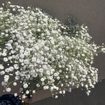 かすみ草　生花
