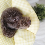 ★（Sサイズ）布製エリザベスカラー【犬猫】イエローギンガムチェック柄★