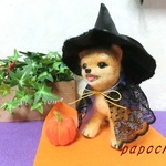 柴犬のハロウィン