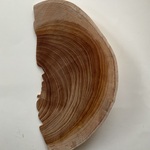 558、ヒマラヤ杉すいか型②