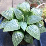 【まとめ値引き】黒ムチカhyb.　ハオルチア 良株　美株　多肉植物　観葉植物　高品質