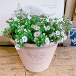 待望入荷♡毎年楽しめる小花【カーペットカスミソウ】かわいい寄せ植え！樹脂器♡かすみ草！宿根草