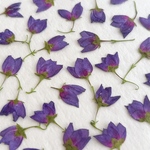 【NEW】パープルのボロニア押し花