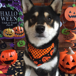 ♡中型犬用ハロウィン限定 バンダナ M♡