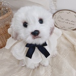 scallop ribbon frill cape          犬用スタイ　わんこ　わんちゃん　愛犬　つけえり　ケープ　ベビースタイ　よだれかけ　フリルスタイ