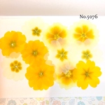 ♡new♡人気の押し花♡ジュリアンの押し花セット♡