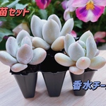 【レア品種】☆香水チーズ☆多肉植物3苗セット 土・根付き