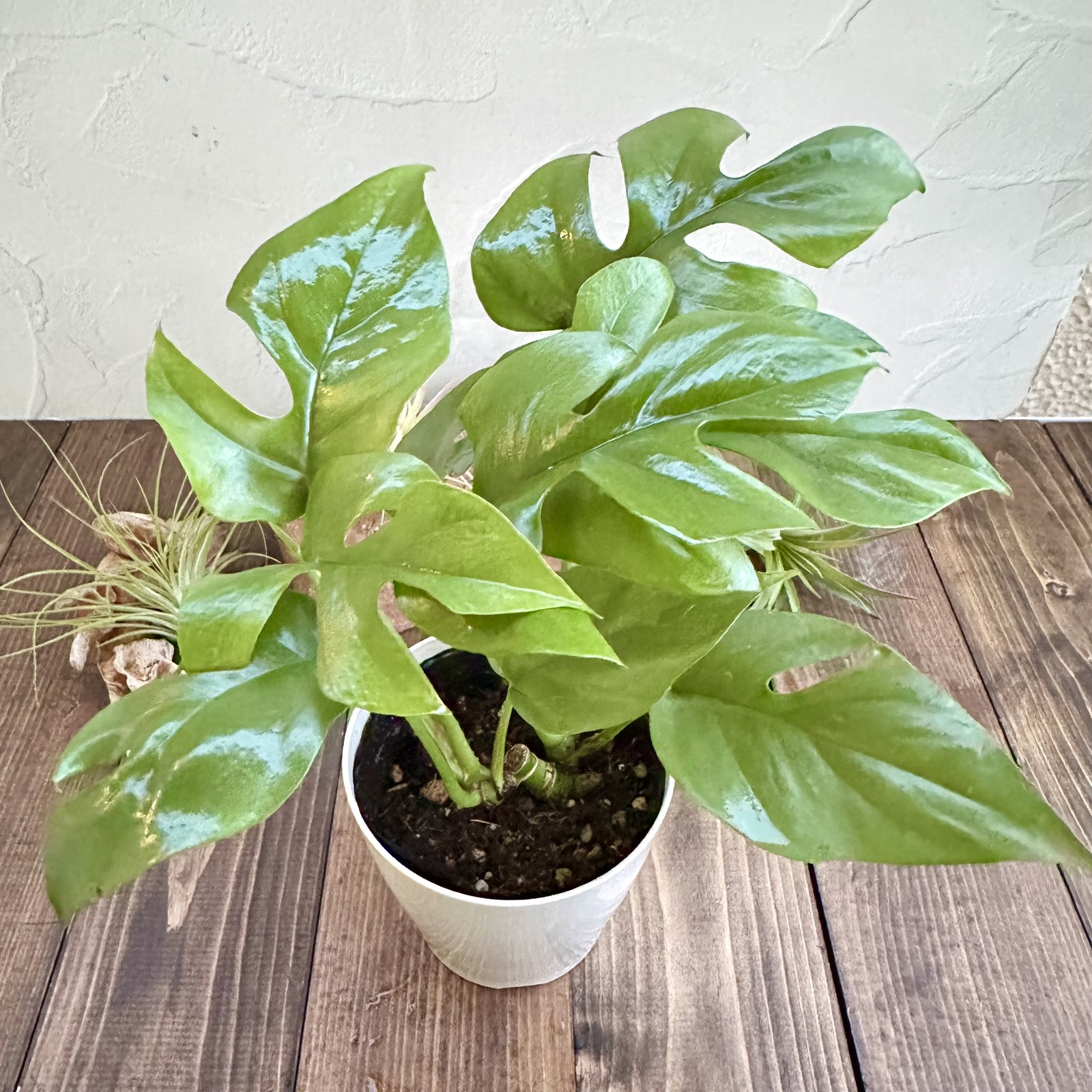 ま*み様 パンダ ガジュマル 斑入り 苔玉