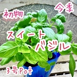 スイートバジル　今季初物　バジル　苗　3号Pot ボリューム　フレッシュハーブ　早い者勝ち‼️
