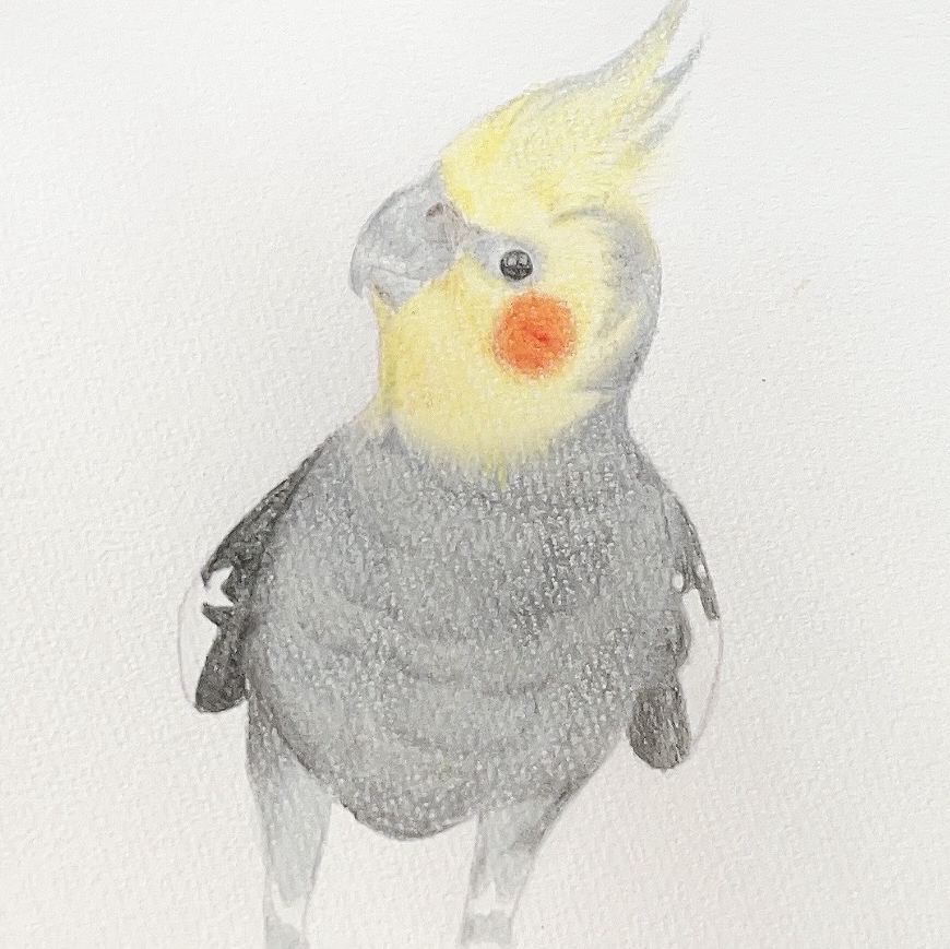 I'm wondering オカメインコ　原画　絵画　水彩画　手描き　イラスト I'm wondering オカメインコ 原画 絵画 水彩画 手描き イラスト