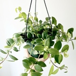 《人気》エスキナンサス ラディカンス 観葉植物 吊り下げ calm cafe