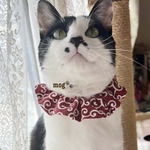 ほっこり赤の唐草模様猫シュシュ首輪